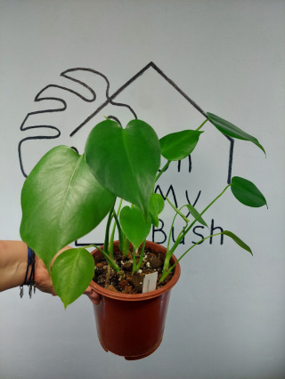 Monstera Deliciosa | 40-45cm