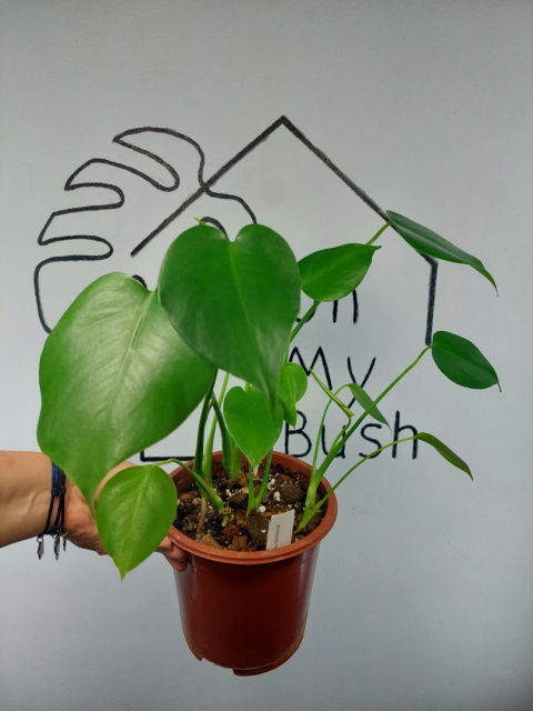 Monstera Deliciosa | 40-45cm Monstera Deliciosa | 40-45cm