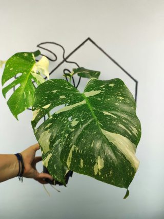Monstera Thai Constellation | Sadzonka 32 | 45cm