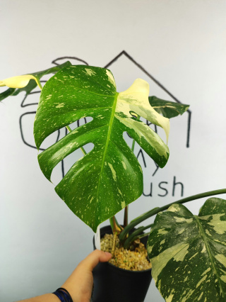 Monstera Thai Constellation | Sadzonka 32 | 45cm