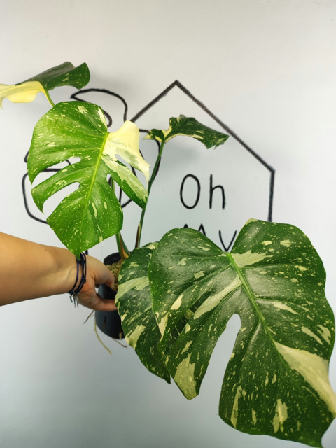Monstera Thai Constellation | Sadzonka 32 | 45cm Monstera Thai Constellation | Sadzonka 32 | 45cm