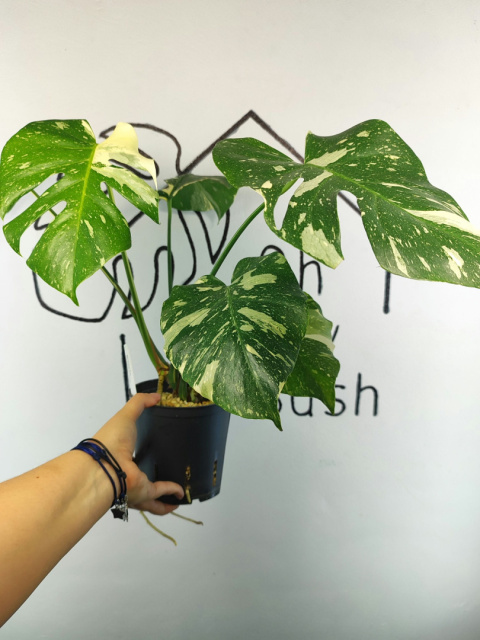 Monstera Thai Constellation | Sadzonka 32 | 45cm Monstera Thai Constellation | Sadzonka 32 | 45cm