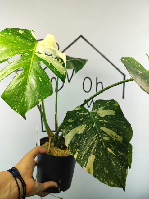 Monstera Thai Constellation | Sadzonka 32 | 45cm Monstera Thai Constellation | Sadzonka 32 | 45cm