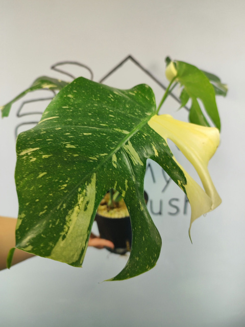 Monstera Thai Constellation | Sadzonka 32 | 45cm Monstera Thai Constellation | Sadzonka 32 | 45cm