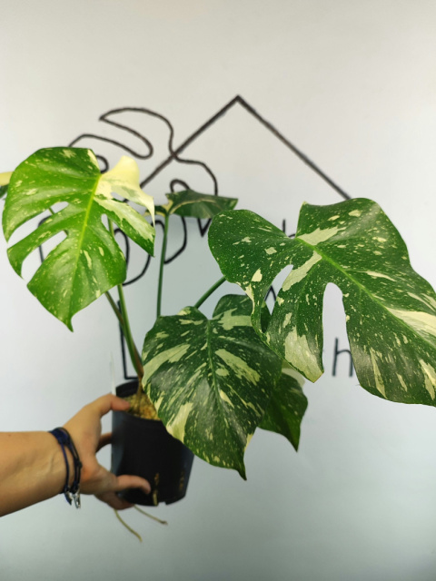 Monstera Thai Constellation | Sadzonka 32 | 45cm
