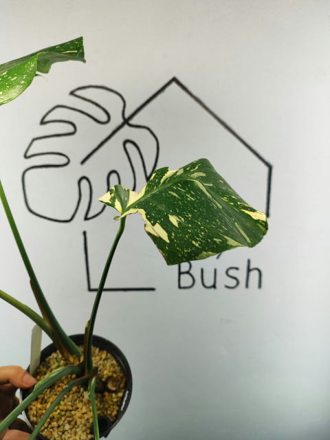 Monstera Thai Constellation | Sadzonka 32 | 45cm