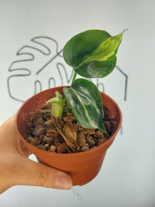 Philodendron Cream Splash | 10cm