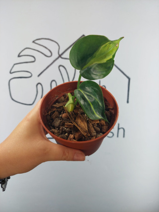 Philodendron Cream Splash | 10cm