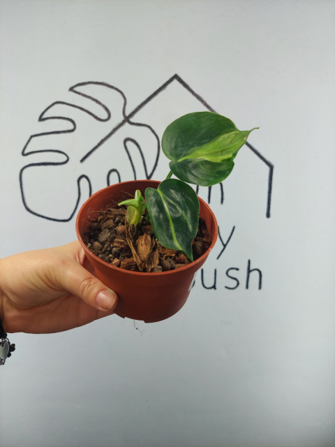 Philodendron Cream Splash | 10cm Philodendron Cream Splash | 10cm