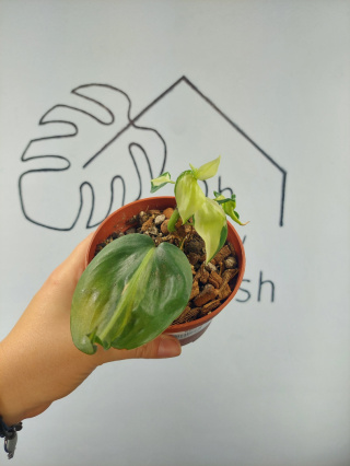 Philodendron Cream Splash | 15cm
