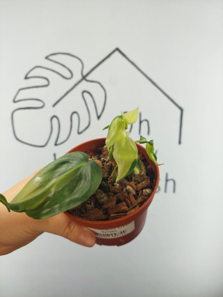 Philodendron Cream Splash | 15cm