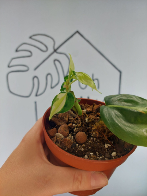 Philodendron Cream Splash | 15cm Philodendron Cream Splash | 15cm