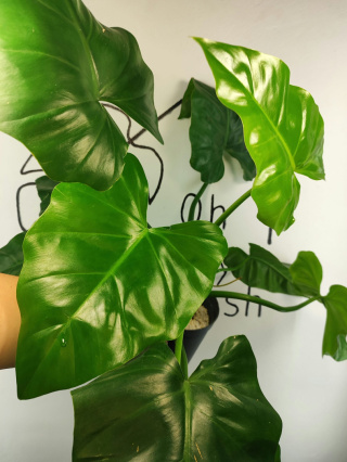 Philodendron Giganteum | 55-60cm