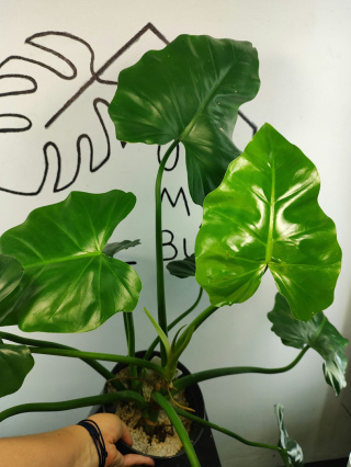Philodendron Giganteum | 55-60cm