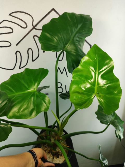 Philodendron Giganteum | 55-60cm Philodendron Giganteum | 55-60cm