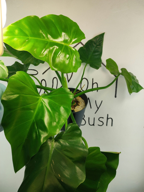 Philodendron Giganteum | 55-60cm Philodendron Giganteum | 55-60cm