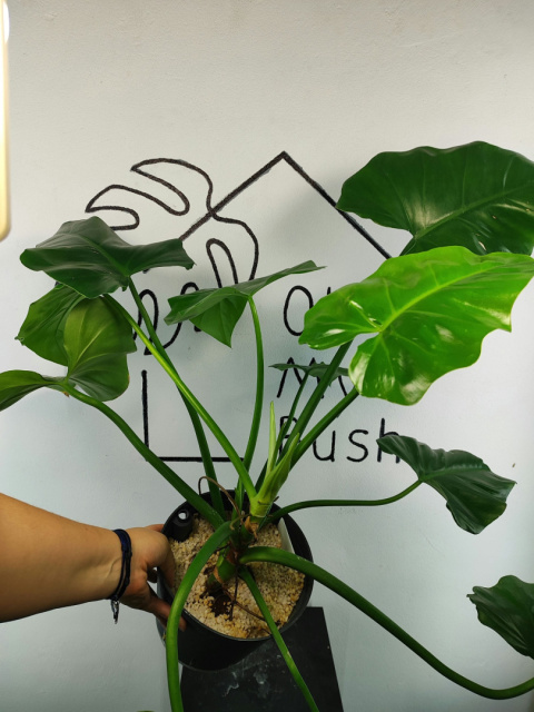 Philodendron Giganteum | 55-60cm Philodendron Giganteum | 55-60cm