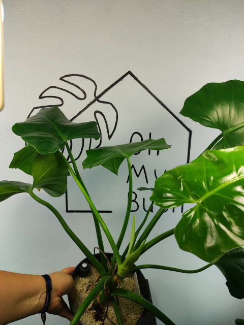 Philodendron Giganteum | 55-60cm