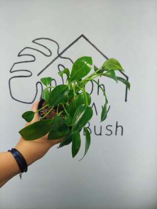 Philodendron Green Princess | 15-20cm