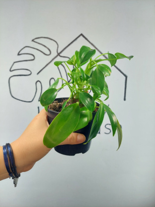 Philodendron Green Princess | 15-20cm