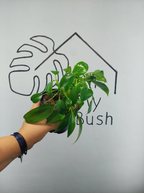 Philodendron Green Princess | 15-20cm Philodendron Green Princess | 15-20cm