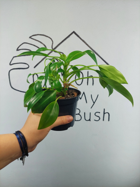 Philodendron Green Princess | 15-20cm Philodendron Green Princess | 15-20cm