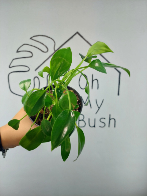 Philodendron Green Princess | 15-20cm Philodendron Green Princess | 15-20cm