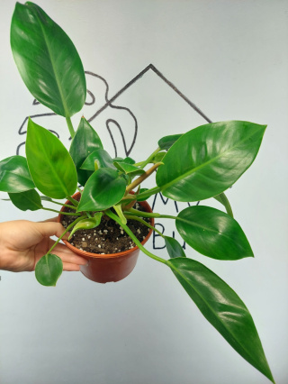 Philodendron Green Princess | 35-40cm