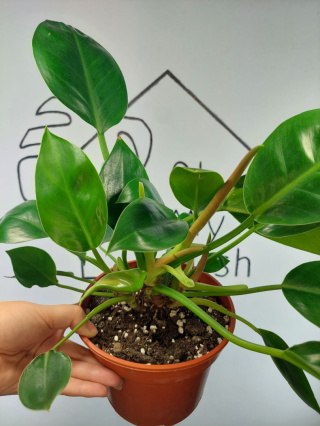 Philodendron Green Princess | 35-40cm