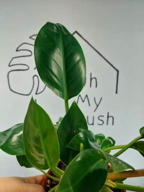 Philodendron Green Princess | 35-40cm Philodendron Green Princess | 35-40cm