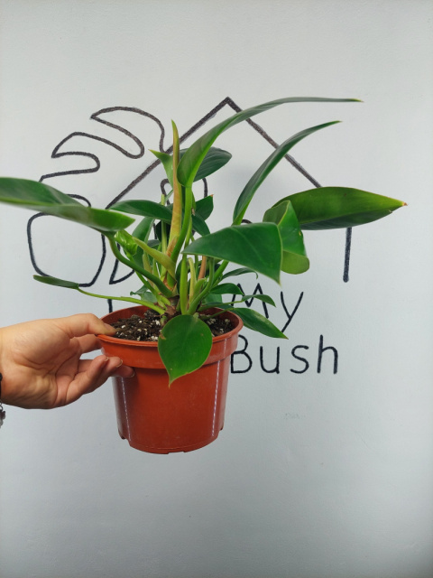 Philodendron Green Princess | 35-40cm Philodendron Green Princess | 35-40cm