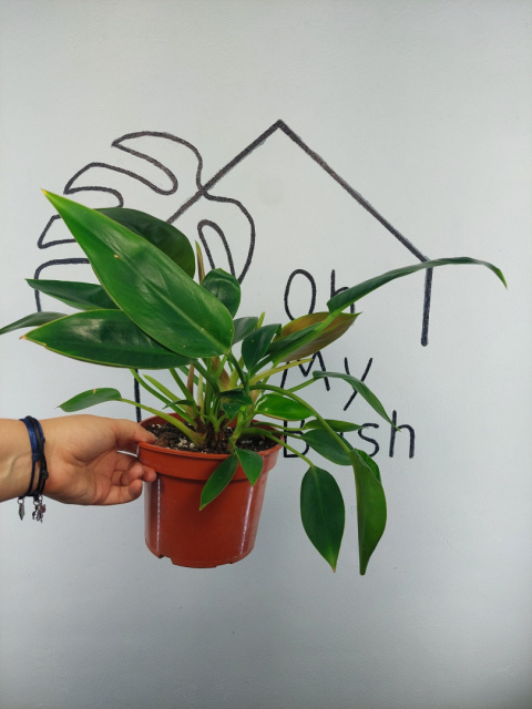 Philodendron Green Princess | 35-40cm Philodendron Green Princess | 35-40cm