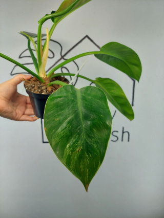 Philodendron Green Princess Variegata | Sadzonka 1 | 35cm