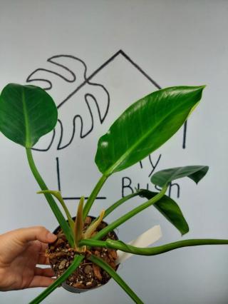 Philodendron Green Princess Variegata | Sadzonka 1 | 35cm