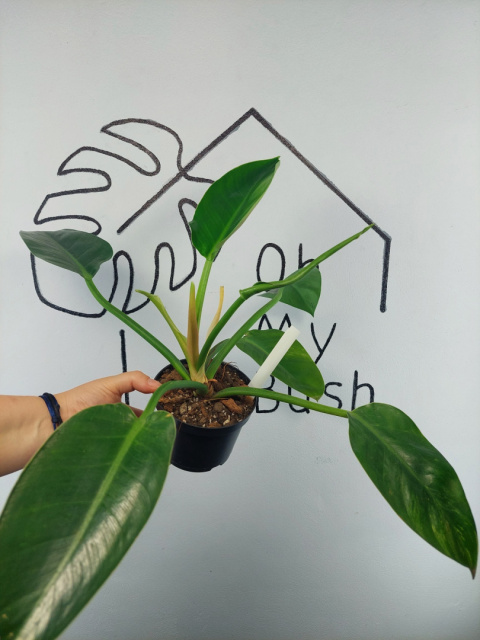 Philodendron Green Princess Variegata | Sadzonka 1 | 35cm Philodendron Green Princess Variegata | Sadzonka 1 | 35cm