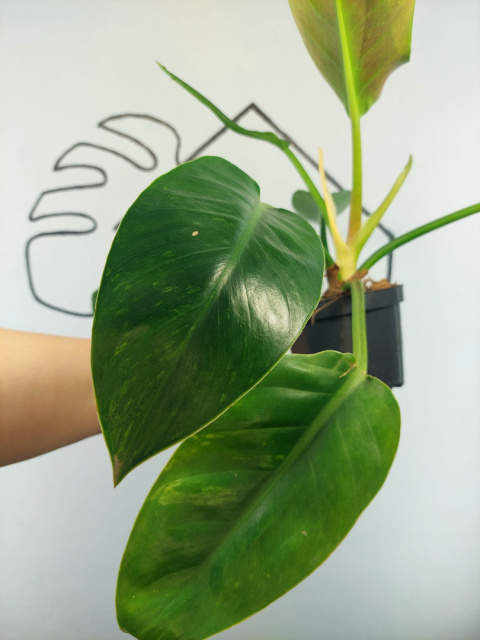 Philodendron Green Princess Variegata | Sadzonka 1 | 35cm Philodendron Green Princess Variegata | Sadzonka 1 | 35cm