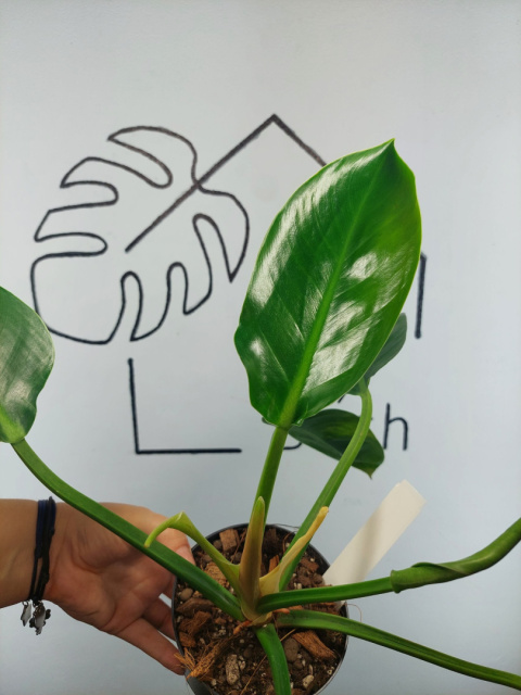 Philodendron Green Princess Variegata | Sadzonka 1 | 35cm Philodendron Green Princess Variegata | Sadzonka 1 | 35cm