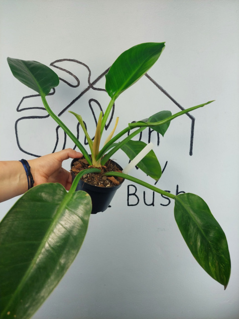 Philodendron Green Princess Variegata | Sadzonka 1 | 35cm Philodendron Green Princess Variegata | Sadzonka 1 | 35cm