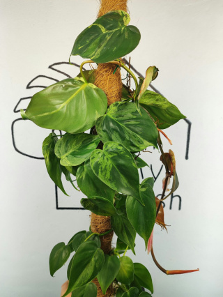 Philodendron Hederaceum var. Oxycardium Variegata | Sadzonka 4 | 65cm