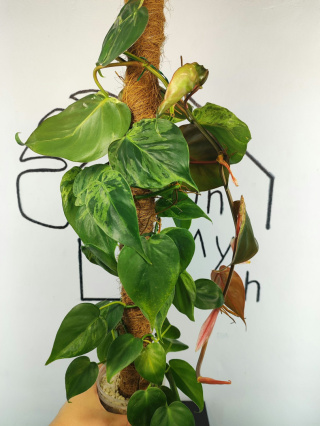 Philodendron Hederaceum var. Oxycardium Variegata | Sadzonka 4 | 65cm