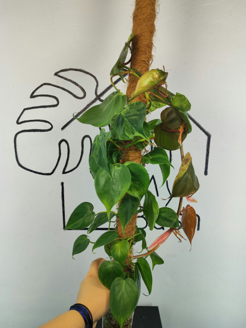 Philodendron Hederaceum var. Oxycardium Variegata | Sadzonka 4 | 65cm