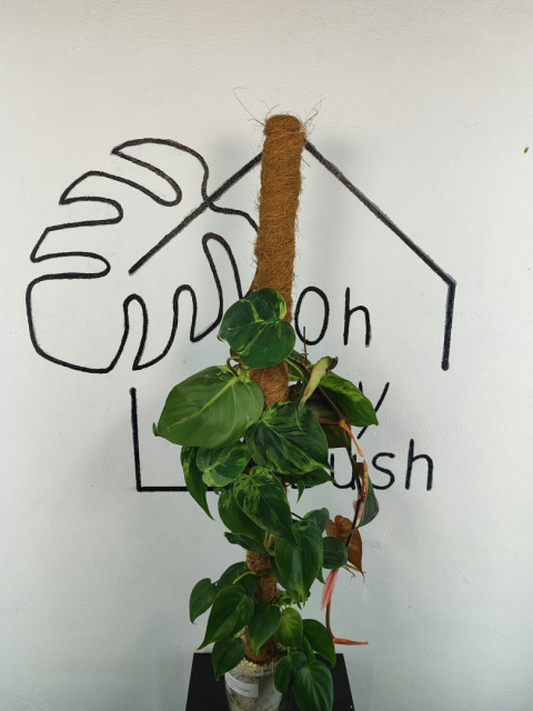 Philodendron Hederaceum var. Oxycardium Variegata | Sadzonka 4 | 65cm