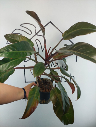 Philodendron Imperial Red | 55-60cm