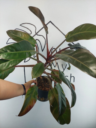 Philodendron Imperial Red | 55-60cm