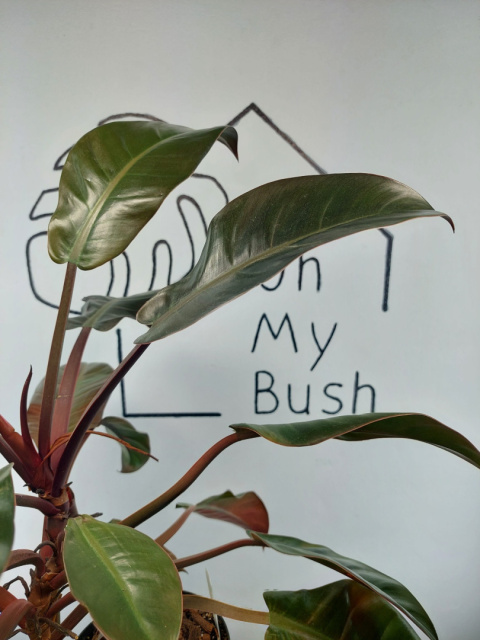 Philodendron Imperial Red | 55-60cm Philodendron Imperial Red | 55-60cm