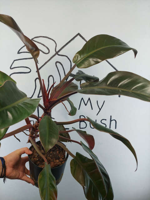 Philodendron Imperial Red | 55-60cm Philodendron Imperial Red | 55-60cm