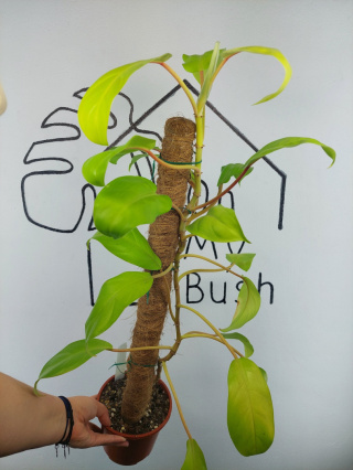 Philodendron Malaya Gold | 70-75cm