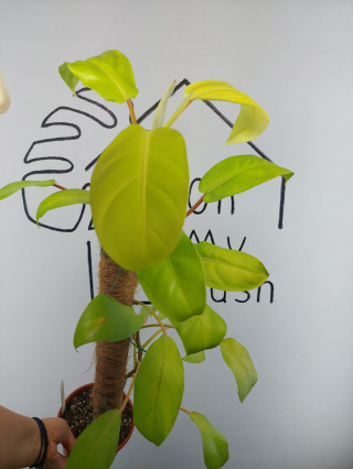 Philodendron Malaya Gold | 70-75cm