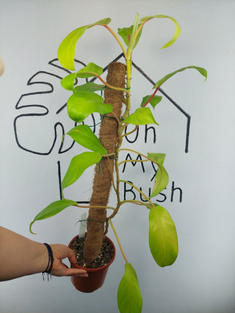 Philodendron Malaya Gold | 70-75cm Philodendron Malaya Gold | 70-75cm