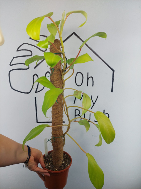 Philodendron Malaya Gold | 70-75cm Philodendron Malaya Gold | 70-75cm